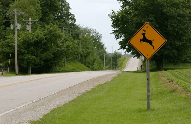 deer crossing